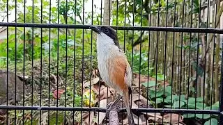 Long-Tailed Shrike ‼️PANGGILAN CENDET ALA HUTAN DAPAT MERANGSANG BUNYI CENDET MUDA HUTAN