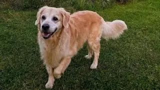 Rest Easy, Skye💛