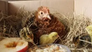 Raising organic quail - Hatching. Nos cailles bio, l'éclosion. Codornices orgánicas, eclosión.