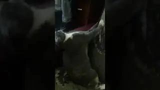 Моя кошка взбесилась