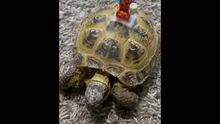 Tortoise gives LEGO Emmett a ride! 