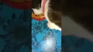 Leo Abis Jalan Langsung Makan Kerupuk 😂