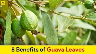 Do you know these Amazing 8 Guava Leaves Health Benefits -Credihealth 