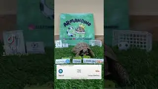 🔵NAPOLI VS U.BERLINO🔴 #calcio #turtle #championsleague #napoli #unionberlin #highlights