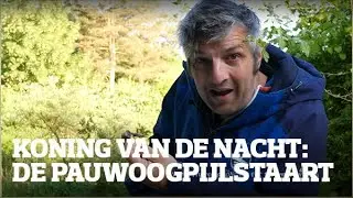 De koning van de nacht: de prachtige pauwoogpijlstaart