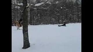 Fjord Horse Sledding in the Snow 2