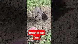 Darna in our farm #darna2022 #viral #shortvideo #movie