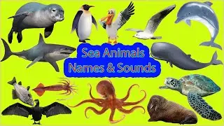 🔴Learn Names Sea Animals in English | Learn names and sounds for Kids,Children ☑️☑️