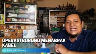 operasi burung menabrakk kabel listrik!!?
