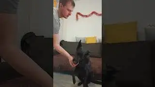 Как научить собаку делать 