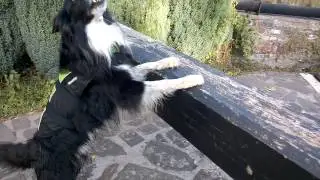 Dog works lock gate