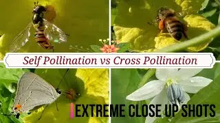 Self Pollination vs Cross Pollination