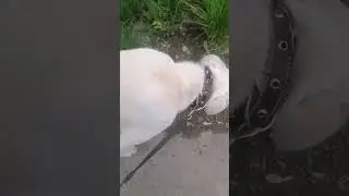 травоядная