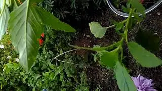 Сорняк с розовым корнем