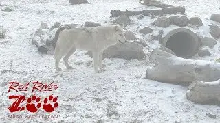 Grey wolf in winter