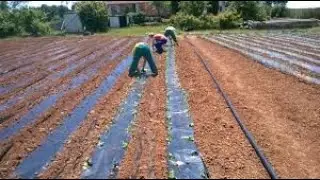 sistemas de producción agrícola