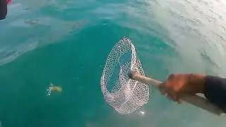 Tak ada Tenggiri, Sotong pun jadi