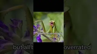 Bugs life.