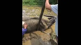 Trâu làm quá sức