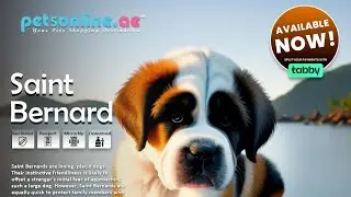 Saint Bernard Puppies🐶|Pure Breed✅️|Best in UAE👍#puppies #uae #pets