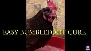 BUMBLEFOOT Removal