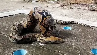 Bloated Python Gets Stuck In Manhole Cover