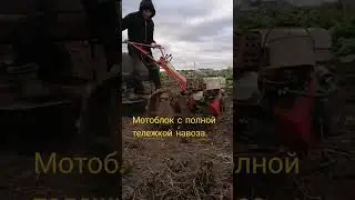 Мотоблок застрял в огороде с полной тележкой навоза. 