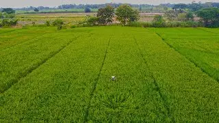 Aplikasi Drone Sprayer Di Desa Kwarasan, Juwiring, Klaten, Jawa Tengah.