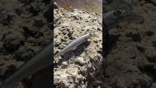 New line of bass lures
