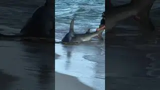 Hammerhead shark rescue along Panama City Beach #shorts #sharks