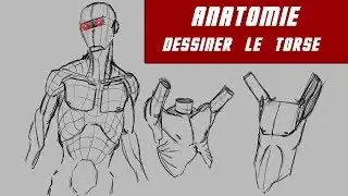 Anatomie :   le torse