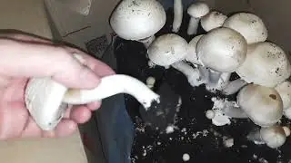 Собираю грибы шампиньоны.  Домашняя грибница .