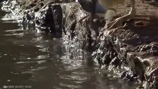 genius animals, smart animals, smartest animals, intelligent animals, animals, Moments of Animal
