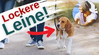 Lockere Leine in drei einfachen Schritten! Für entspannte Spaziergänge mit deinem Hund🐶