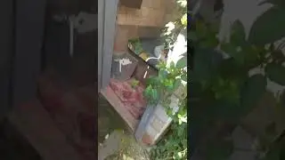 Курица упала в дырку в сельском туалете