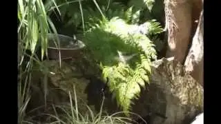 Hummingbird drinking from fountain spray