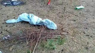 Свиньи проснулись