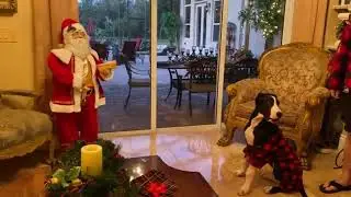 Festive-dressed Great Dane pack chat with Singing Santa