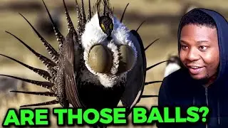 AFRICAN Reacts to 24 Awesome Animals Only Found In The US