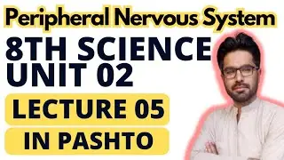 Peripheral Nervous System || Class 8 science || Unit 02 in pashto || Lecture 05