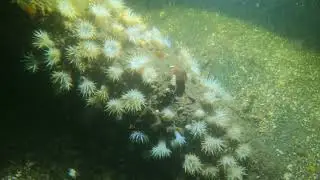 Explorando Ancla Almirantazgo