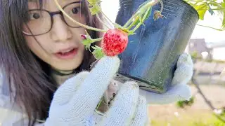 第一次種菜（謝謝你們莫名其妙給我充會員？！？！）