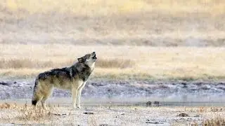 Incredible Close Encounter with Wolves