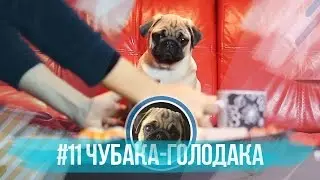 #11 Чубака-голодака / Мопс и суши / Pug vs Sushi