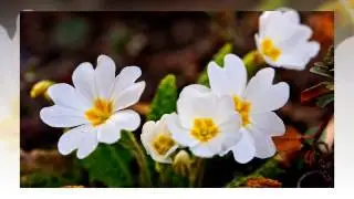✿✿✿ Spring flowers ✿✿✿