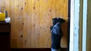 СпаниЭЭЭлька сходит с ума
