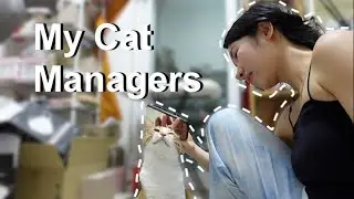 my cats when I'm working
