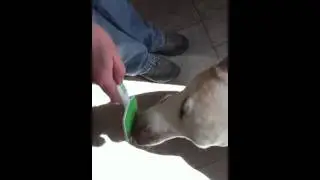 Maggie using Orapup