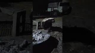 Honey Badger Charges us and Rattles