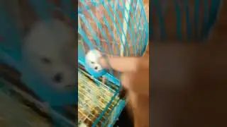 Бой с попугаем на пальцах.1ч 